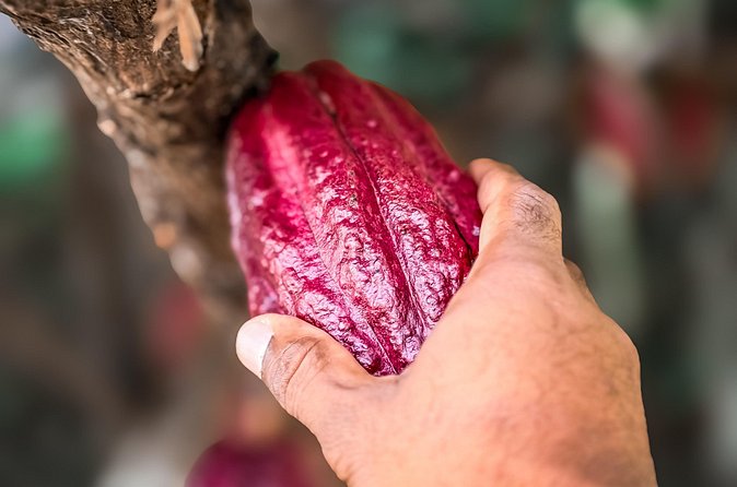 Grenada Half Day Tour: Fort, Spice, Falls, Chocolate & Lunch Stop - Transport Comfort, Lunch, and the Stuff That Keeps It From Feeling Rushed