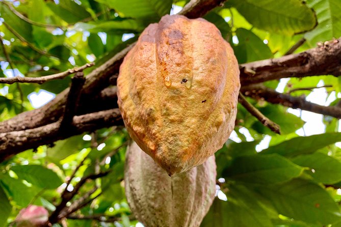 Grenada Herb & Spice Tour -Fort Frederick, Chocolate & Waterfalls - Quick Reasons This Grenada Tour Works So Well