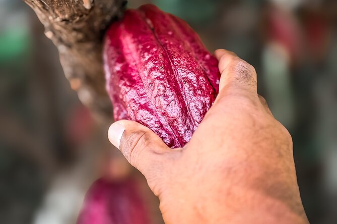 Grenada Herb & Spice Tour -Fort Frederick, Chocolate & Waterfalls - Stop 1: Laura’s Herb & Spice Garden and the Nutmeg-Shell Path