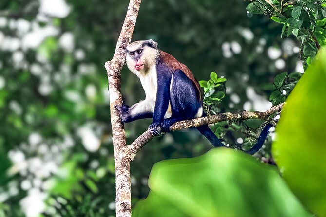 Grenada Highlights: City Tour, Fort, Chocolate, Rainforest- Falls - Price and Logistics: Getting Your Money’s Worth