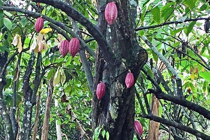 Grenada Spice Gardens, Rum & Chocolate Tour (Full/Half Day) - Laura’s Herb & Spice Garden: the nutmeg-shell trail makes it real