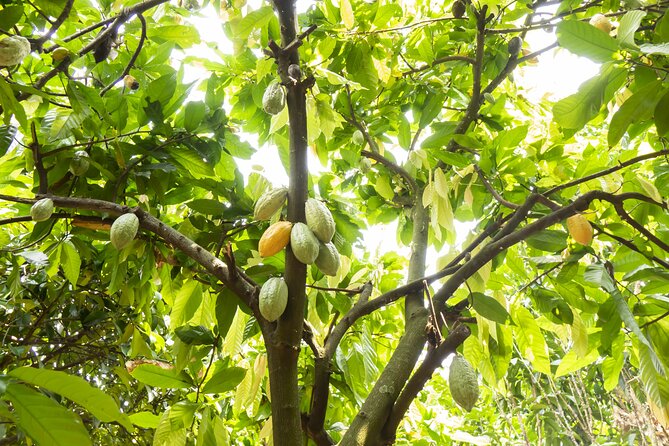 Guided tour of the Artisan Chocolate Factory in Tuscany - Should you book this artisan chocolate factory tour?