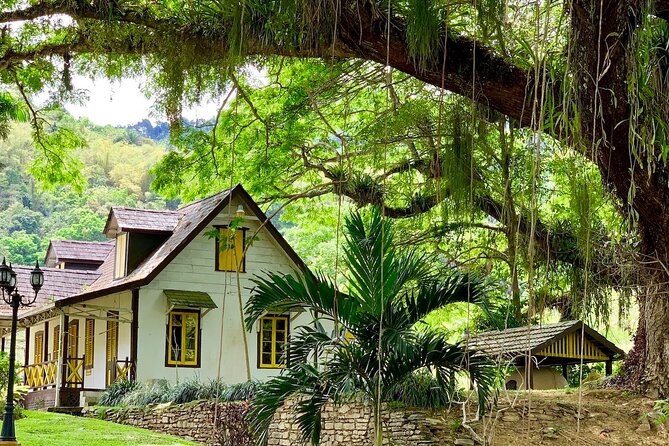 Half-day 3-Course Cocoa Lunch Tour in Trinidad - Cocoa Lunch in the Northern Mountains: What You’re Really Signing Up For