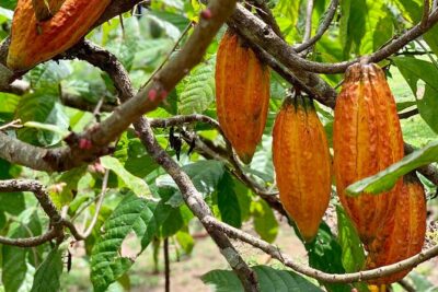 Half-day 3-Course Cocoa Lunch Tour in Trinidad - Getting There From Port of Spain Without Losing the Morning