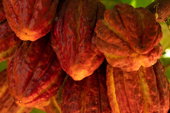 Kamananui Cacao Orchard Tour - The walk through the orchard: what you really learn