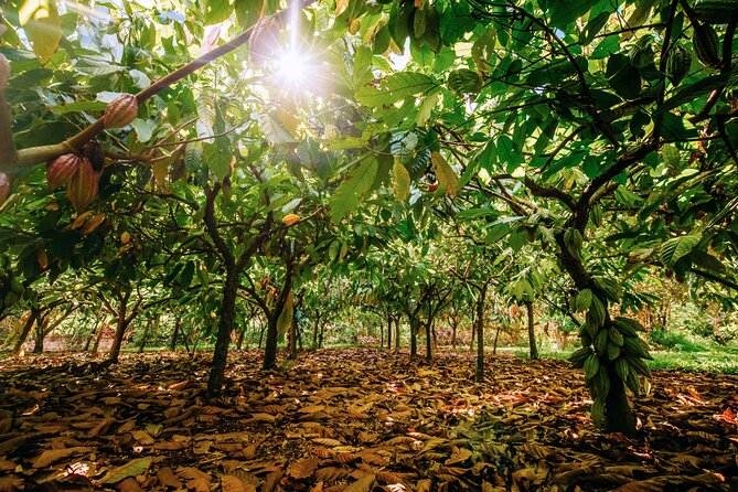 Kauai Chocolate Farm Tasting Tour - The tasting lineup: macadamia, banana, and estate-grown dark chocolate