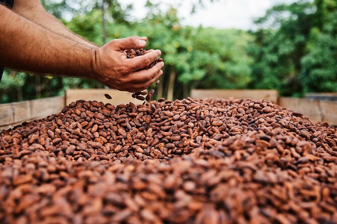 Kauai Chocolate Farm Tasting Tour - Logistics at the meeting point near Kapaʻa