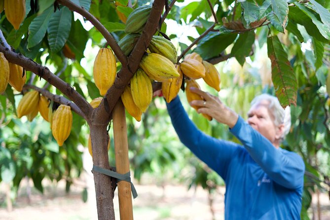 Lahaina: Maui Ku'ia Estate Guided Cacao Farm Tour and Tasting - Key moments I’d prioritize