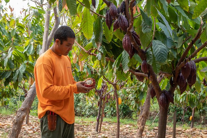 Lahaina: Maui Ku'ia Estate Guided Cacao Farm Tour and Tasting - Lahaina Factory Start: How the Tour Sets Up the Tasting