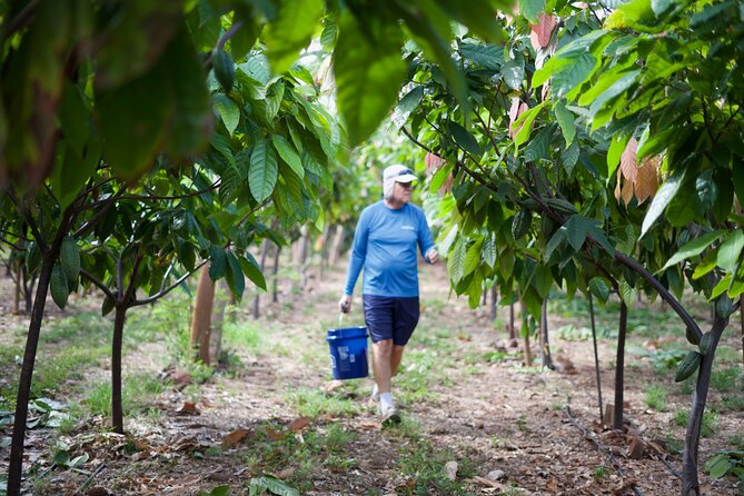 Lahaina: Maui Ku'ia Estate Guided Cacao Farm Tour and Tasting - Treehouse Tasting: How to Make the Nine-Chocolate Comparison Work