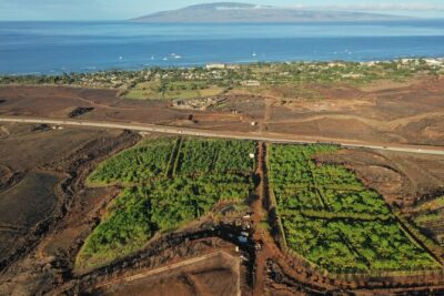 Lahaina: Maui Ku'ia Estate Guided Cacao Farm Tour and Tasting - The Cacao Harvesting Lesson: What “Farm to Bar” Really Means