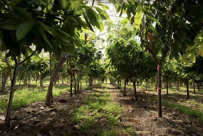 Lahaina: Maui Ku'ia Estate Guided Cacao Farm Tour and Tasting - Value Math: Does $99.48 Buy You Enough?