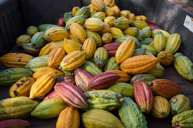 Lahaina: Maui Ku'ia Estate Guided Cacao Farm Tour and Tasting - Who This Tour Suits (and Who Might Want to Skip It)