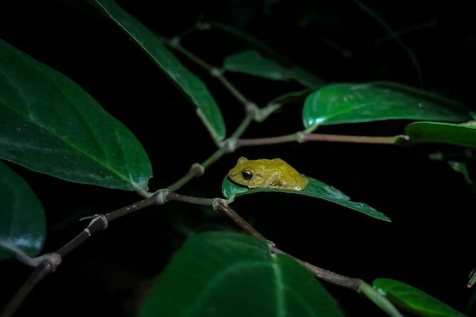 Monteverde Coffee, Chocolate and Night Tour - Tasting Time: How to Get Better Samples (Not Just More Samples)