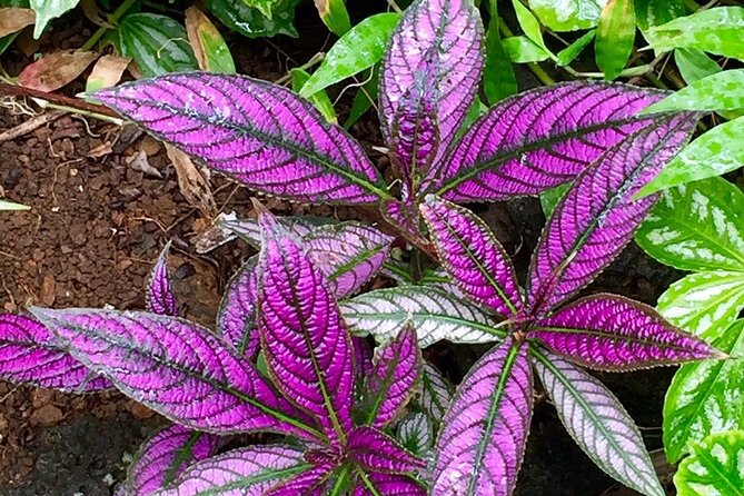 Princeville Botanical Gardens Tour and Chocolate Tasting Ticket - Waimea Valley terraces: native Kauai plants and “why this plant here?”