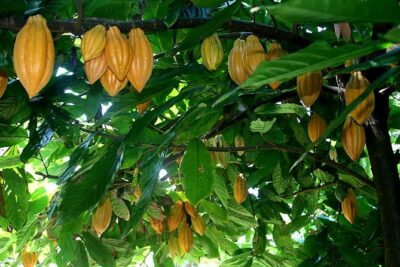 Princeville Botanical Gardens Tour and Chocolate Tasting Ticket - The walk route: terraces, valley-floor plants, and why it feels varied