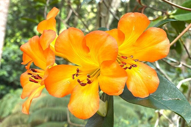 Princeville Botanical Gardens Tour and Chocolate Tasting Ticket - Outdoor tasting area: fruit, honey, and single-origin chocolate comparisons