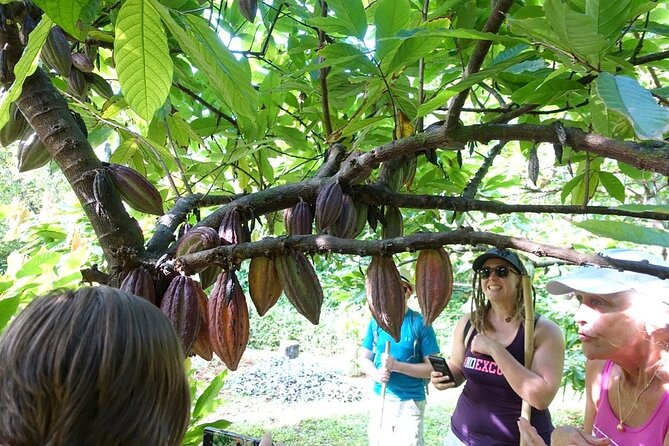 Princeville Botanical Gardens Tour and Chocolate Tasting Ticket - Anini Creek valley: the second half walk that keeps the story going