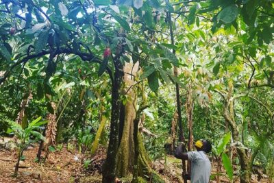 Private Chocolate Making Class - Hands-On Chocolate Making: From Organic Cacao to Your Own Bar