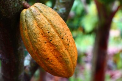 Private Dark Chocolate Tasting Tour in Paris - What You Actually Do During the Tasting