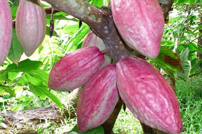 Private Tour to Aelan Chocolate Factory in Port Vila - Your tasting: island origin plus bold local add-ins