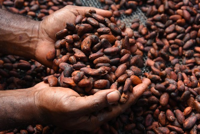 Private Tour to Aelan Chocolate Factory in Port Vila - Who should book (and who might want another option)
