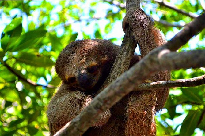 Roatan ATV Sightseeing, Sloth & Monkeys, Chocolate & Rum Factory - Meeting Your Guide and Getting Set Up Fast