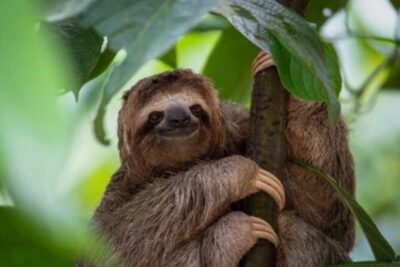 Roatán Island Tour: Sloth & Monkey Park, Rum, and Chocolate - Sloth, Monkeys, and Scarlet Macaws: The Eco-park Side of Roatán