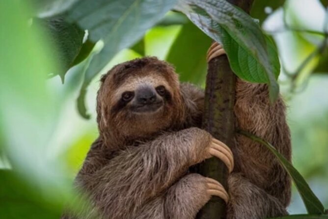 Roatán Island Tour: Sloth & Monkey Park, Rum, and Chocolate - Sloth, Monkeys, and Scarlet Macaws: The Eco-park Side of Roatán
