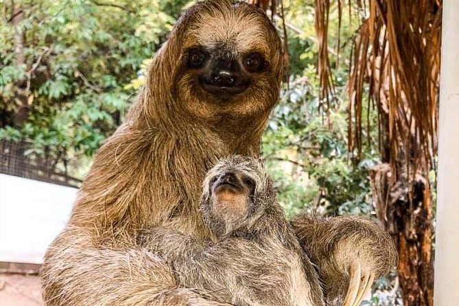 Roatan Monkey and Sloth Tour with Chocolate and Rum Factory - Getting On Board: Port Pickup and a Simple Meet-Up