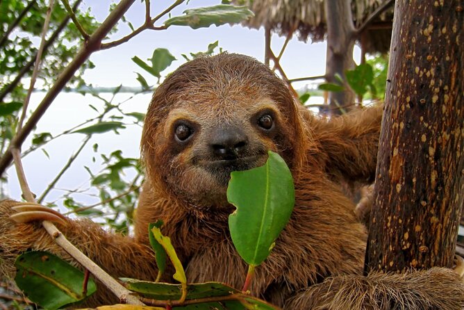 Roatan Zipline Adventure, Sloths & Monkeys,Chocolate Factory Tour - Chocolate and Rum Stops: Tastings, Lessons, and the Buy-Sell Reality