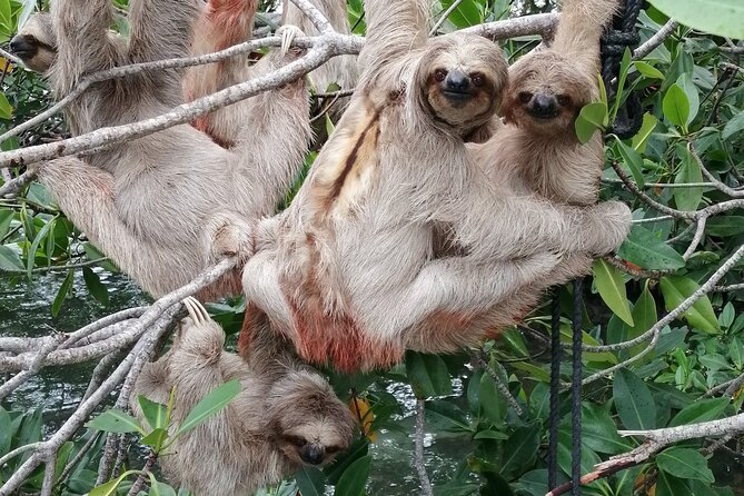 Roatan Zipline Adventure, Sloths & Monkeys,Chocolate Factory Tour - Logistics Tips That Make the Day Easier