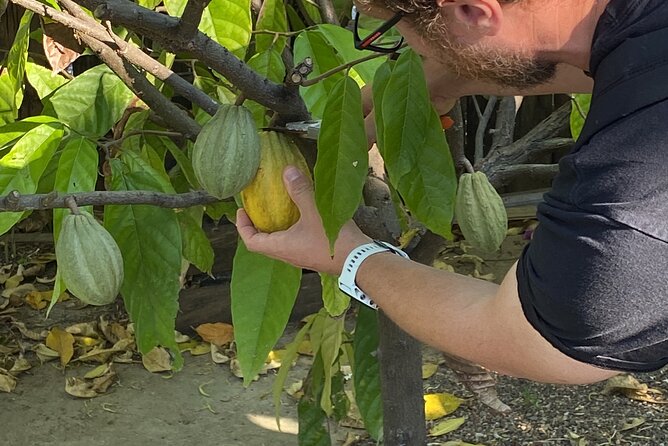 Sayulita Magical Town Tour: Local food, and chocolate. - Cocoa garden time: connect the chocolate to the source