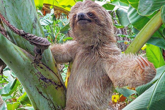Sloths in the Rain Forest and Safari by the River - Key things I’d circle before you book