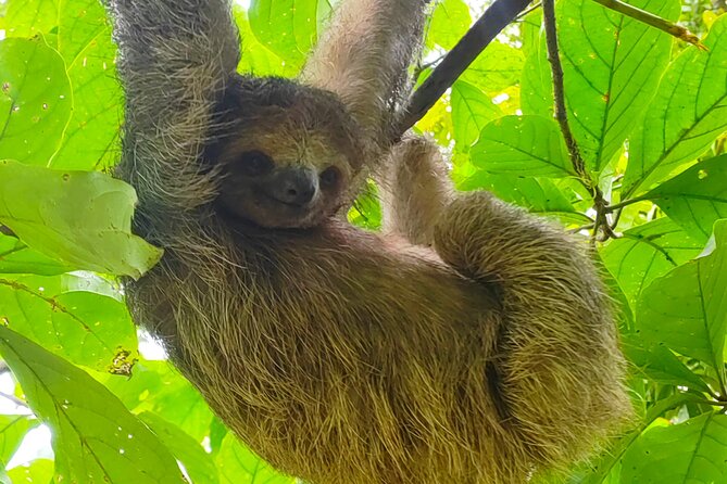 Sloths in the Rain Forest and Safari by the River - From Liberia pickup to the Bijagua de Upala rain-forest entrance