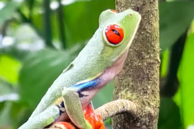 Sloths in the Rain Forest and Safari by the River - Rio Corobici rafting: easy floating with birds, monkeys, and crocodiles