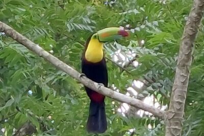 Sloths in the Rain Forest and Safari by the River - Bijagua de Upala: sloths, red-eyed tree frogs, and tucans