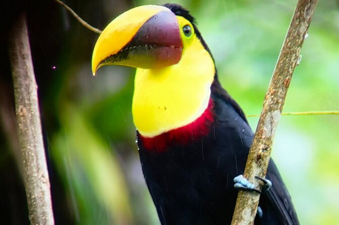 Sloths in the Rain Forest and Safari by the River - Lunch and snacks: the casado-style meal break
