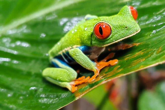 Sloths in the Rain Forest and Safari by the River - The guide lineup: why names like Marlene and Walter keep popping up
