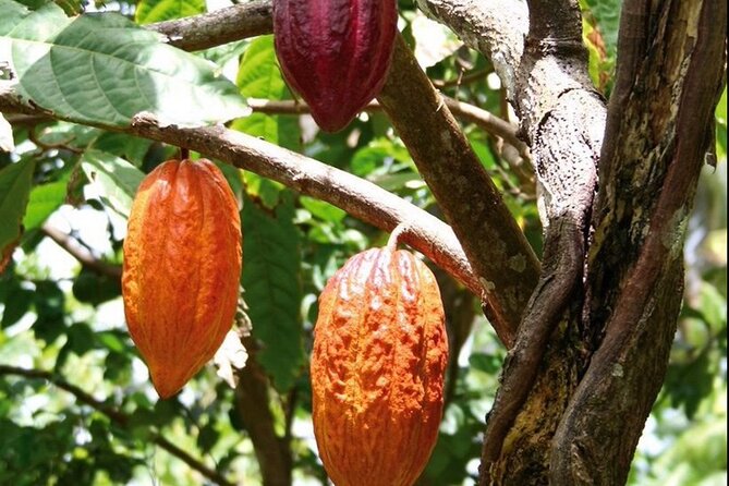 St Lucia Chocolate Making Marigot Bay & Souvenir Shopping - Cacoa Sainte-Lucie workshop: make dark chocolate from bean to bar