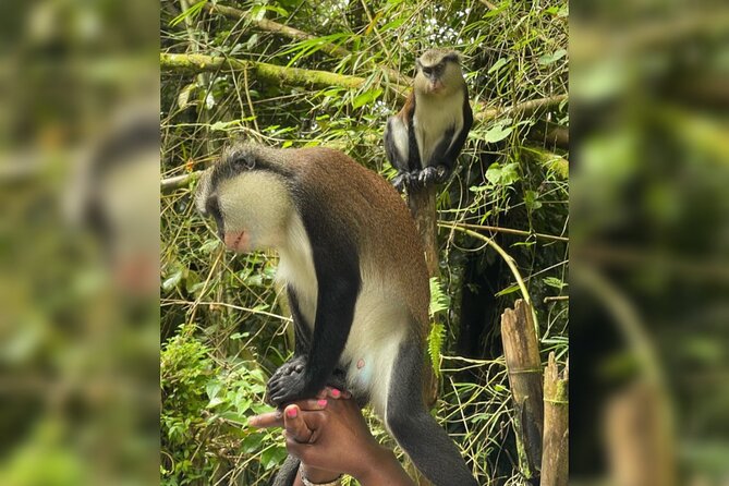 Taxi & Tours in Grenada , Chocolate factory, & more. - What You Get for $120: Value vs. Surprise Costs