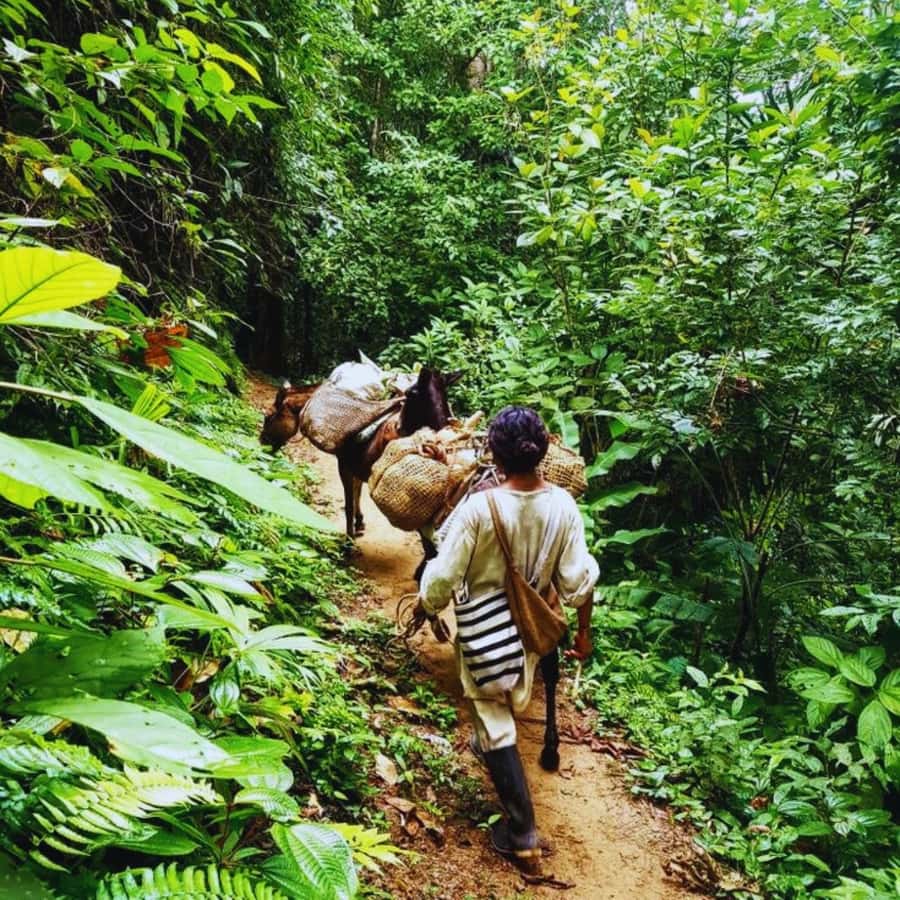Trekking History and Indigenous Heritage in Minca + Cacao & Coffee + Waterfall - Key things I think are worth your attention