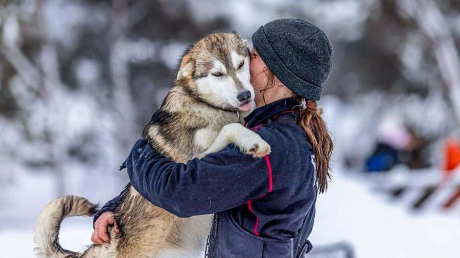 Tromsø: Husky Meet and Greet with Homemade Chocolate Cake - Dog Yard Tour: Learning How Alaskan Huskies Live and Work
