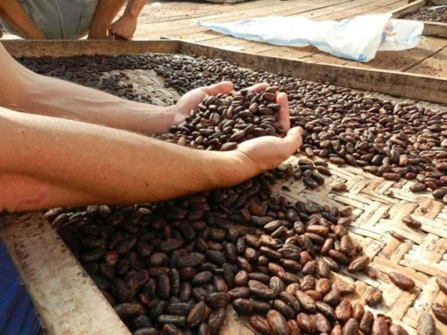 Ubud: Chocolate Workshop, Class & Tasting - Tebasari Coffee & Chocolate: where your day gets its start