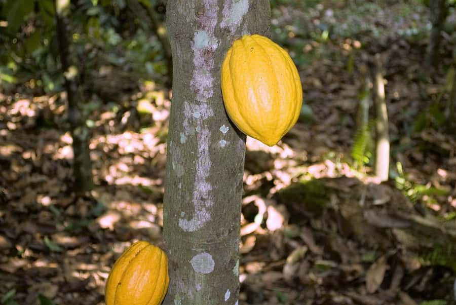 Visit Aburi Garden, Tetteh Quarshie Cocoa Farm & Waterfall - Key highlights worth knowing