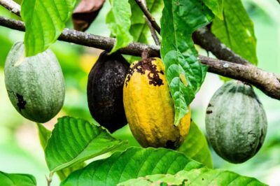 Visit Aburi Garden, Tetteh Quarshie Cocoa Farm & Waterfall - Aburi Botanical Gardens: a calm walk with real scenery