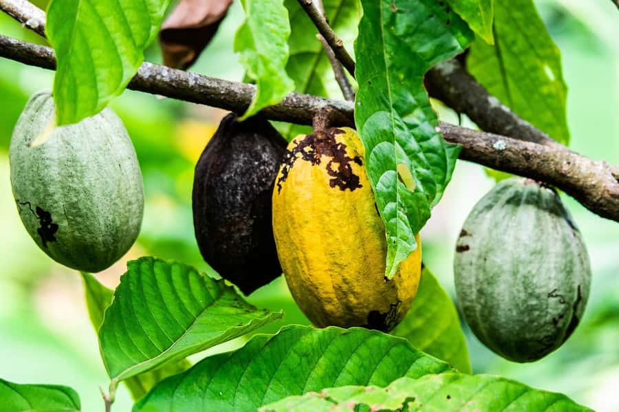 Visit Aburi Garden, Tetteh Quarshie Cocoa Farm & Waterfall - Aburi Botanical Gardens: a calm walk with real scenery