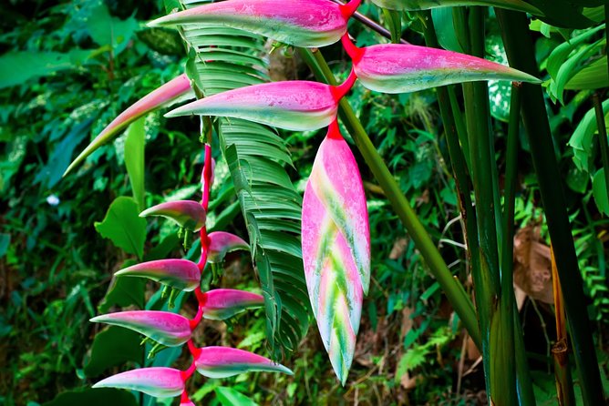 Waterfall, #1 On The Road to Hana, With Chocolate tour Historical - Price and Value: What $139.99 Buys You (and What You Should Expect)