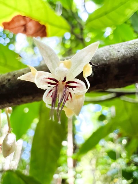 Waterfall, Chocolate Tour, Rainforest, Royal Historical - Key highlights to know before you go