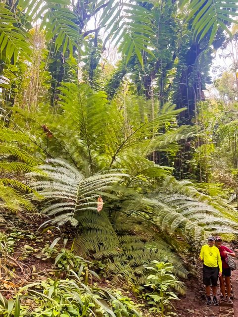 Waterfall, Chocolate Tour, Rainforest, Royal Historical - Dinosaur ferns, jungle plants, and the kind of rainforest learning you’ll remember